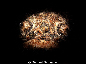 Stargazer at night with snoot, Lembeh, Indonesia. by Michael Gallagher 